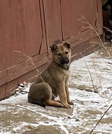 Щеночек мальчик