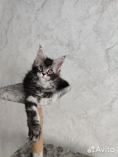 Котята мейн-кун