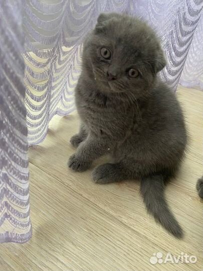 Шотландские котята