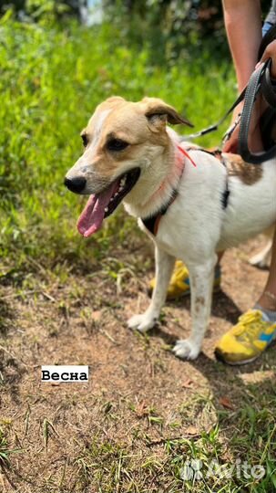 Вот такая красотка ищет дом и верного друга