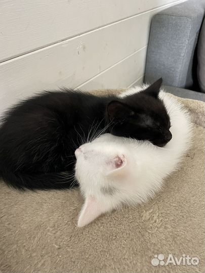 Котята белые и черные