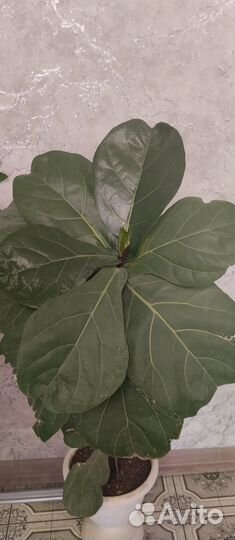 Фикус лирата