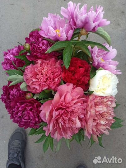 Букет цветов пионы