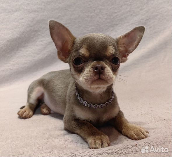 Ромео. Лилово-подпалый. Чихуахуа