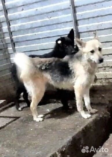 Очень скромная,спокойная девочка