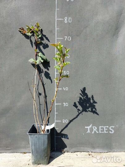 Пузыреплодник калинолистный