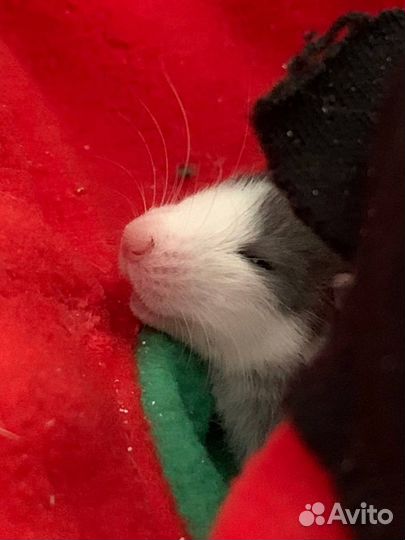 Крысята дамбо девочки и мальчики