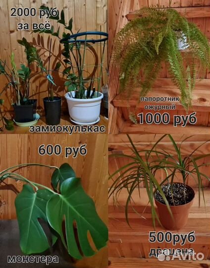 Комнатные цветы
