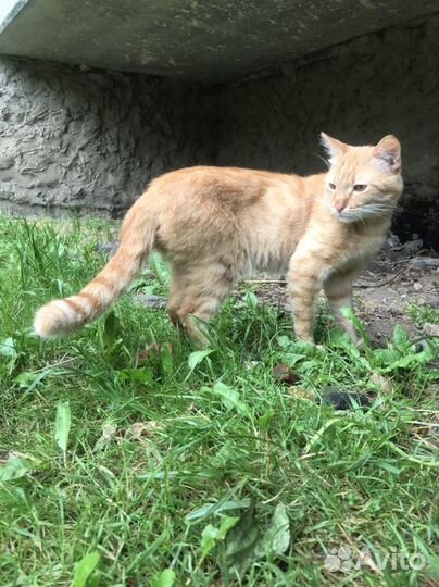 Котик очень ищет дом