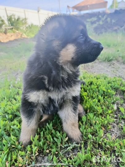 Немецкая овчарка