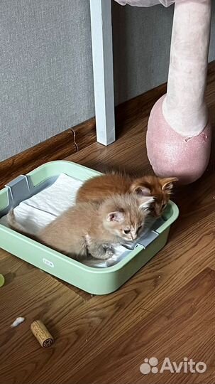 Котята в добрые руки мальчики