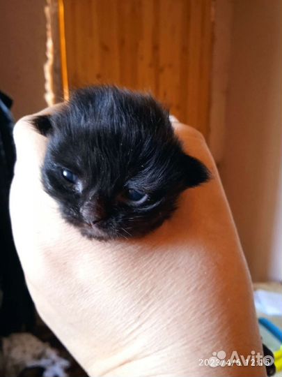 Котенок в дар бесплатно