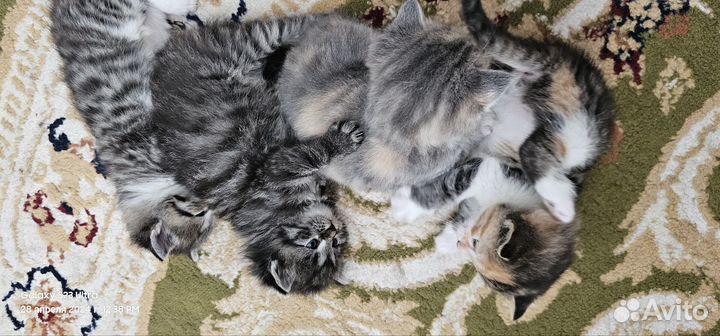 Котята в добрые руки