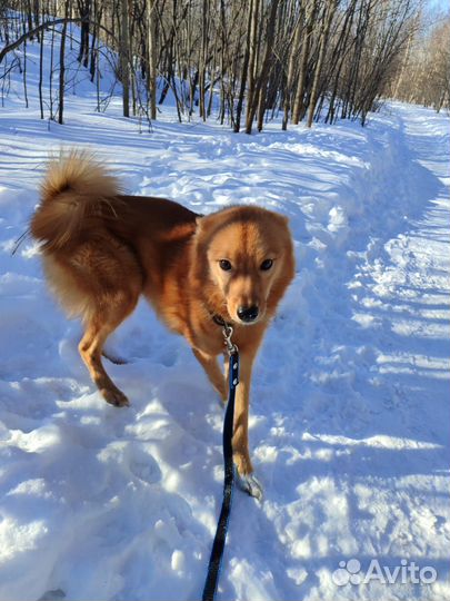 Карело финская лайка. Вязка