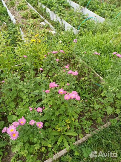 Цветы и букеты на 1 сентября