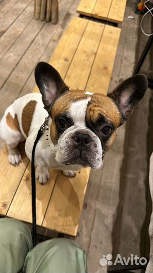 Французский бульдог вязка