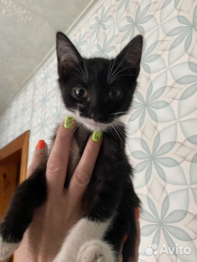 Котята