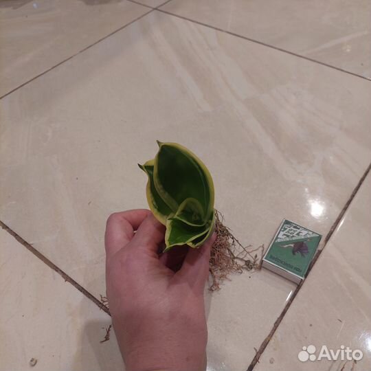 Сансевиерия