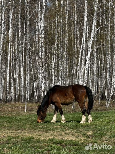 Продам лошадь лошади жеребец конь