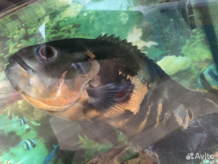 Астронотус