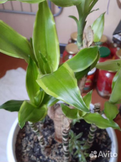 Драцена душистая