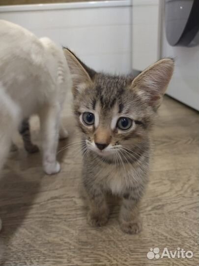 Прекрасные котята