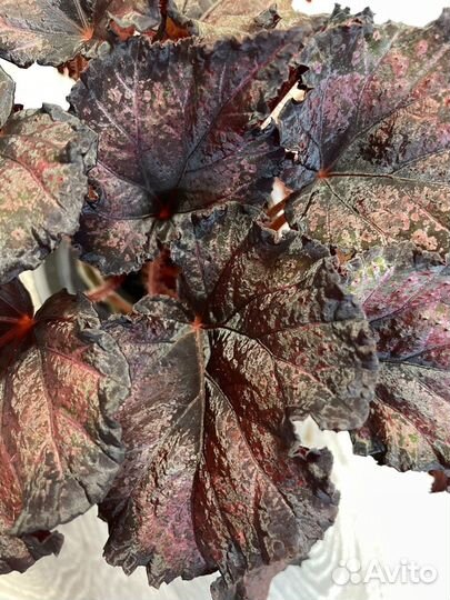 Сортовая Бегония декоративно лиственная