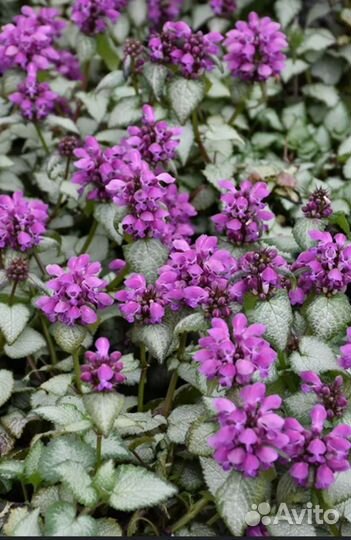 Яснотка крапчатая. Многолетняя