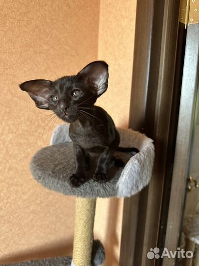 Ориентальные котята