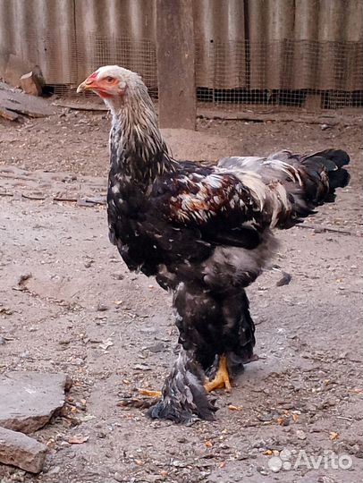 Петухи на племя