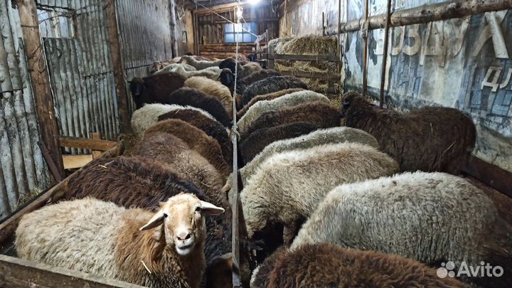 Мясо баранины