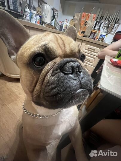 Вязка французкого бульдога