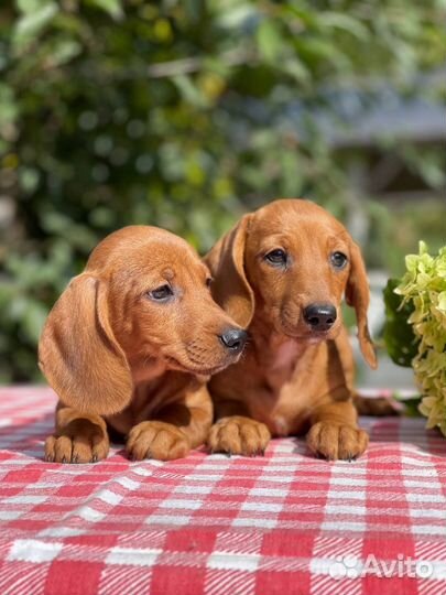 Кроличья такса