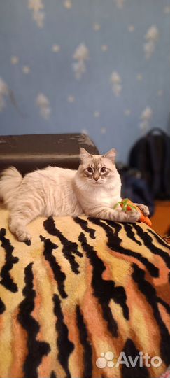 Кот курильский бобтейл