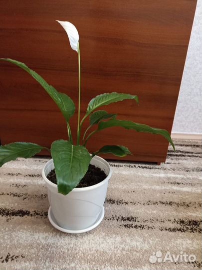Спатифиллум