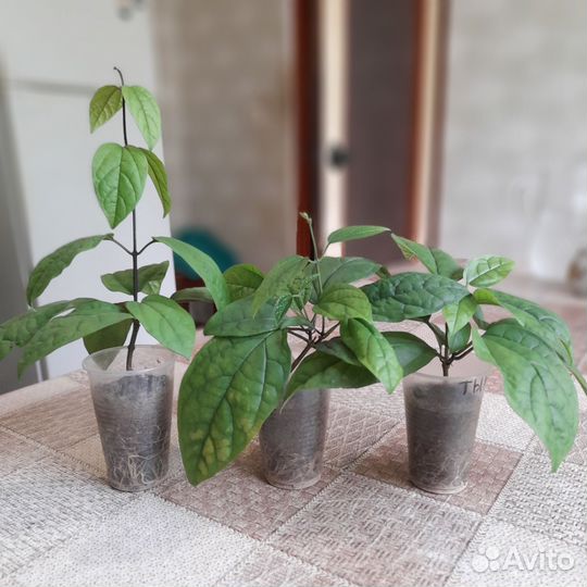 Клеродендрум томпсон