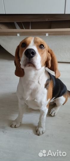 Ищем Невесту )вязка Бигль