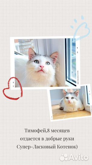 Котенок в добрые руки бесплатно