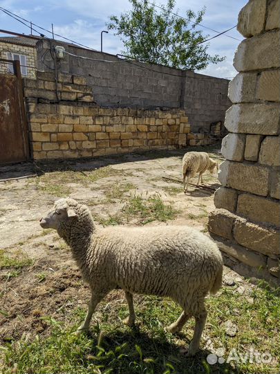 Овцы бараны
