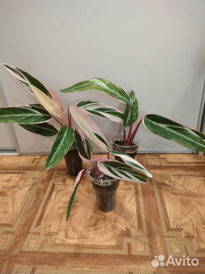 Строманта триколор