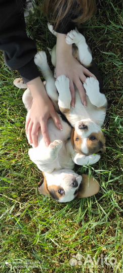 Щенки Бигль