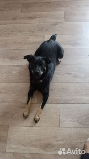 Собаки бесплатно в добрые руки