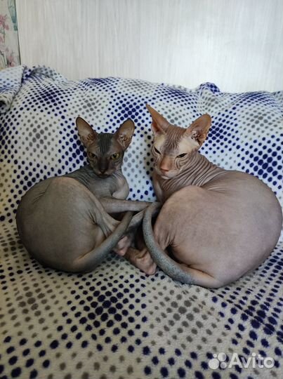 Донской сфинкс