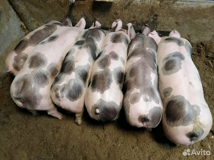Поросята петрен + петрен макстер 304.Дюрок 7 мес