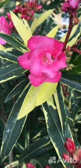 Олеандр вариегатный