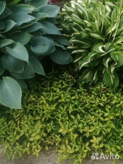 Борвинок иллюминейшен