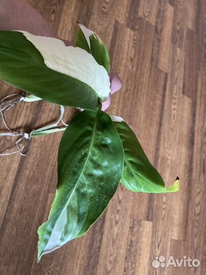 Спатифиллум Пикассо, Джемени