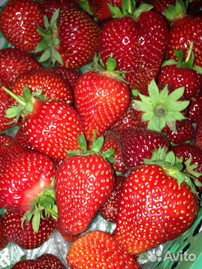 Рассада клубники (земляника садовая)