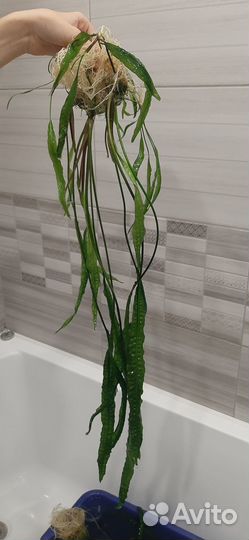 Криптокорина