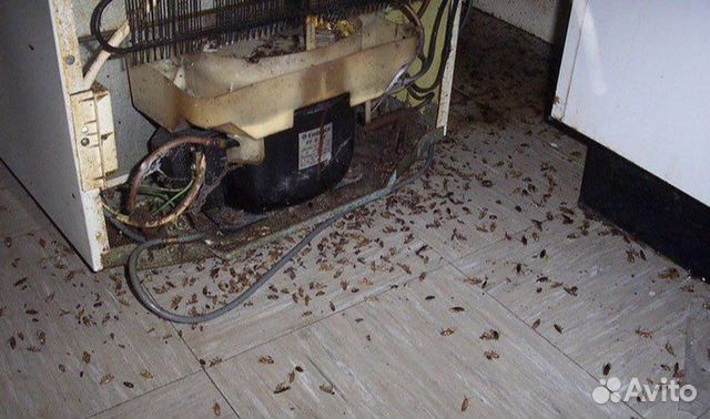 Уничтожение тараканов клопов мышей крыс блох объявление продам